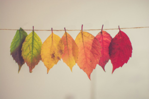 Leaves Ranging from Green to Red, Symbolizing Life Transitions